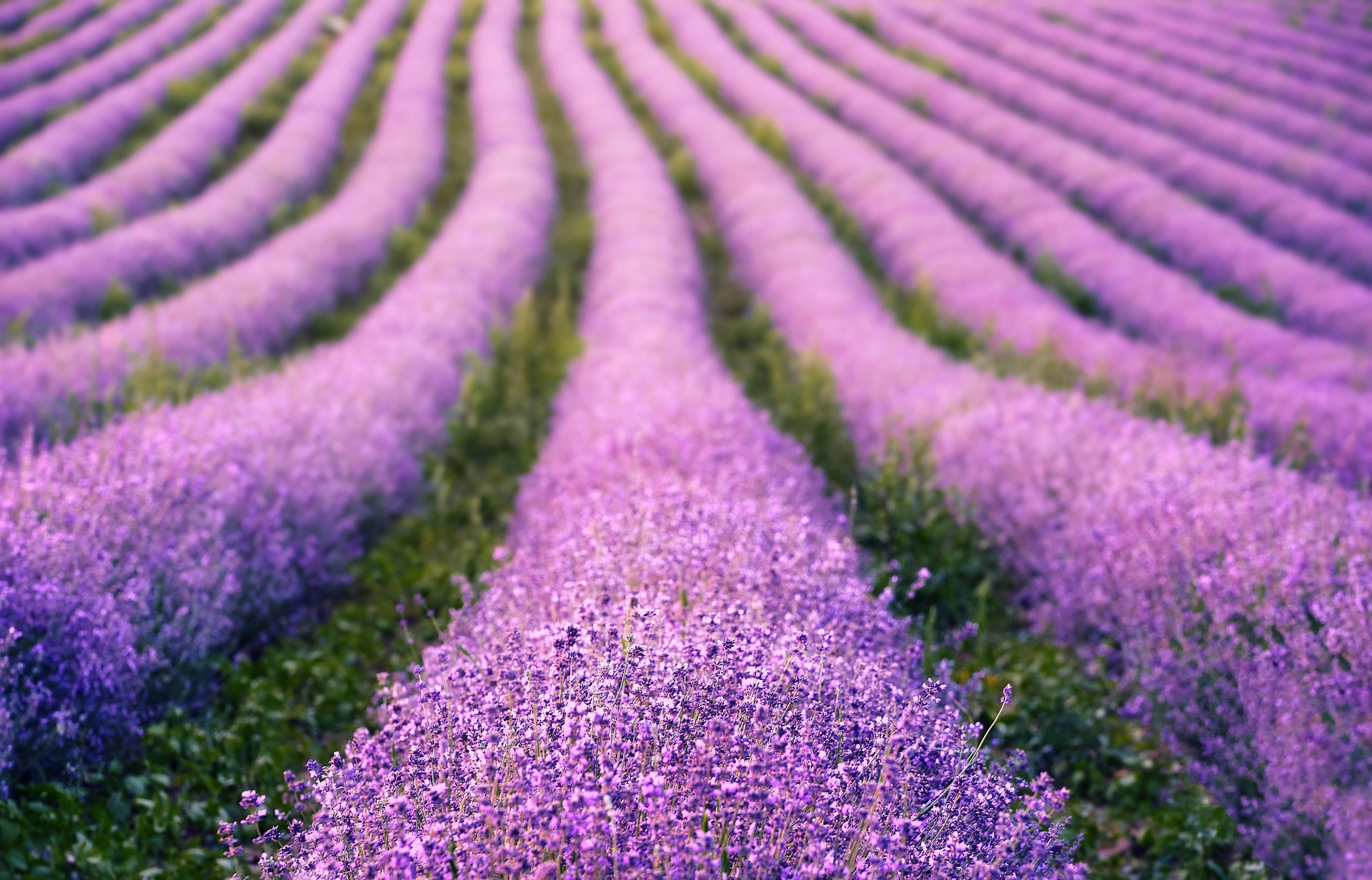 lavender
